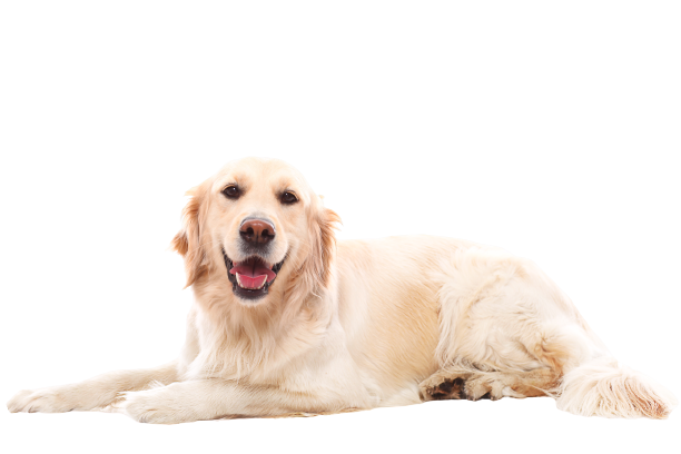 cute-golden-retriever