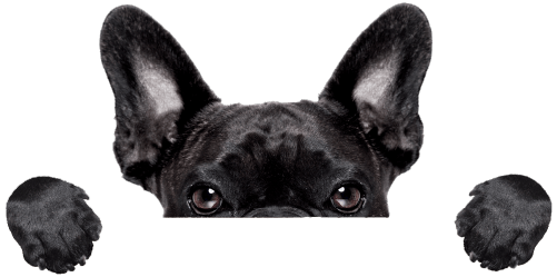 dog-espreitar
