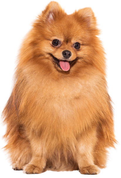 smalldog